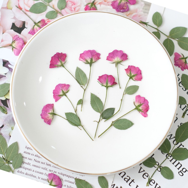 12 pièces, véritables mini-ros - Resin Art Rose Petals avis et prix