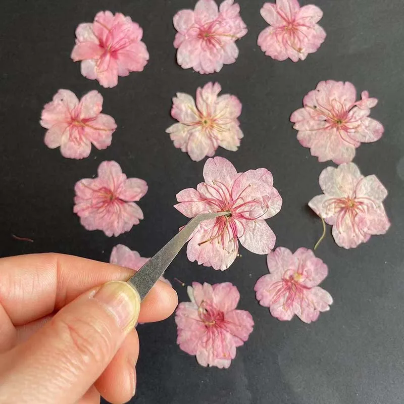 Fleur de cerisier à cinq pétal - Resin Art Rose Petals avis et prix
