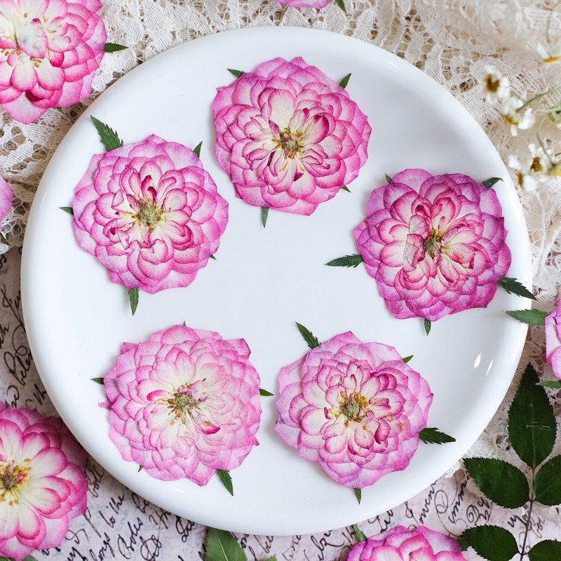 6 pièces, fleurs séchées press - Resin Art Rose Petals avis et prix