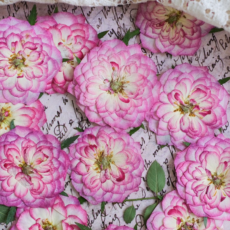 6 pièces, fleurs séchées press - Resin Art Rose Petals avis et prix