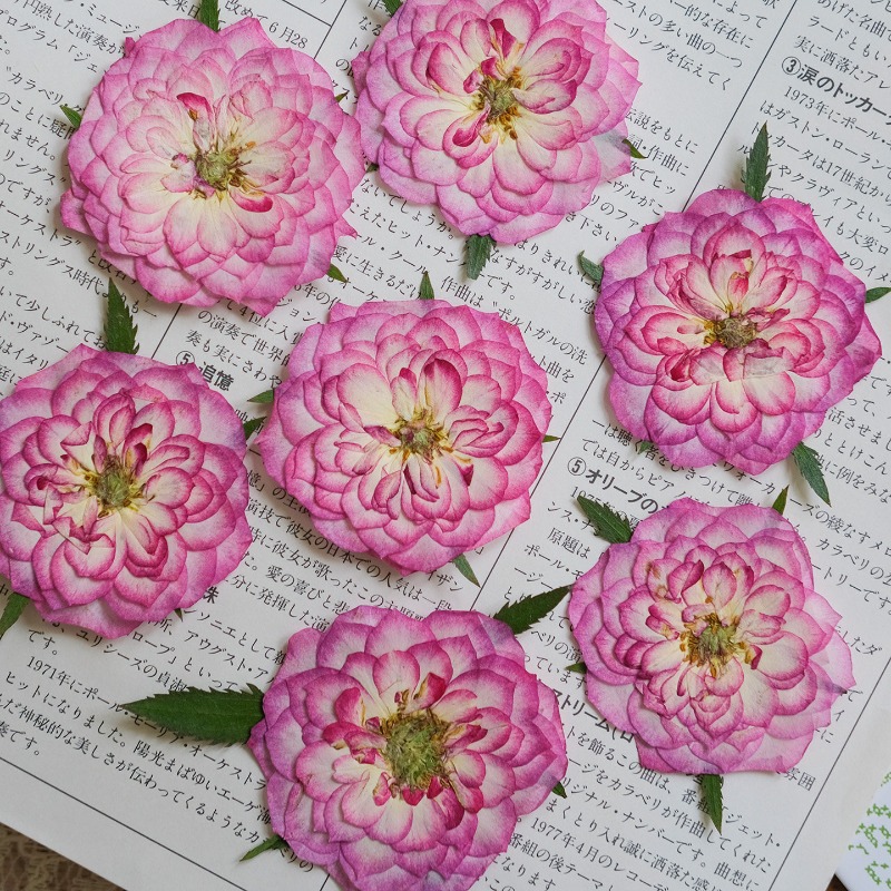 6 pièces, fleurs séchées press - Resin Art Rose Petals avis et prix